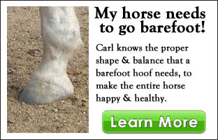 barefoot hoof trimming barefoot hoof care intro